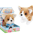Corgi