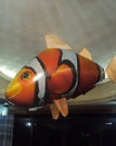 Clownfish