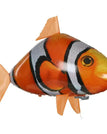 Clown fish